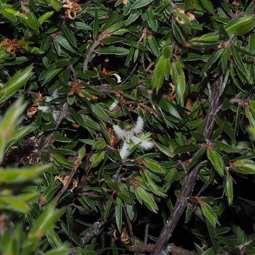 Pentachondra involucrata, Forest Frilly Heath, Tasmania