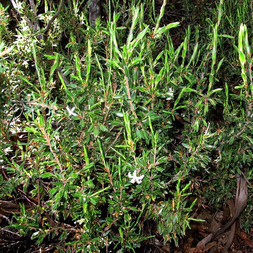 Pentachondra involucrata, Forest Frilly Heath, Tasmania