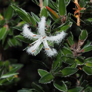 Pentachondra involucrata