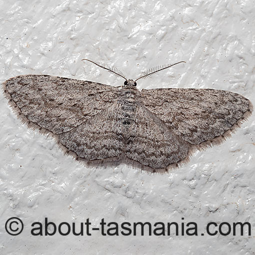 Phelotis cognata, long-fringed bark moth, Tasmania