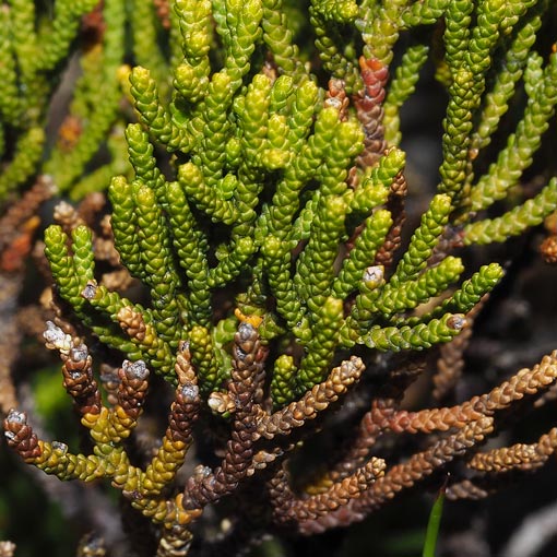 Pherosphaera-hookeriana Pherosphaera hookeriana, Drooping pine, Tasmania