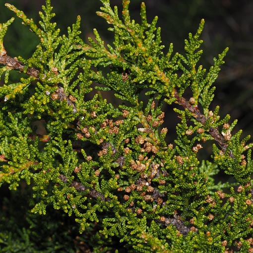 Pherosphaera-hookeriana2 Pherosphaera hookeriana, Drooping pine, Tasmania