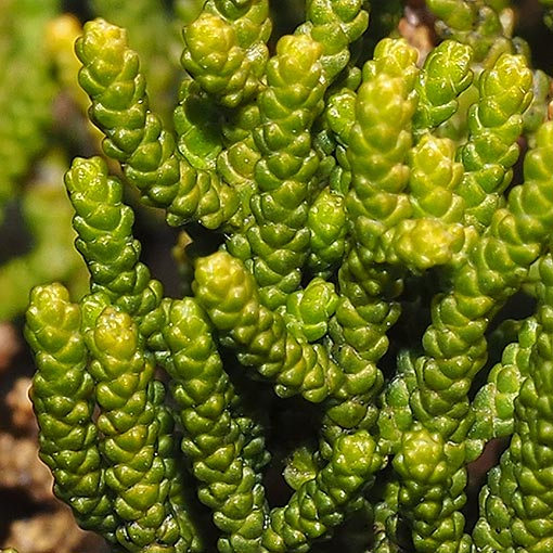 Pherosphaera-hookeriana4 Pherosphaera hookeriana, Drooping pine, Tasmania