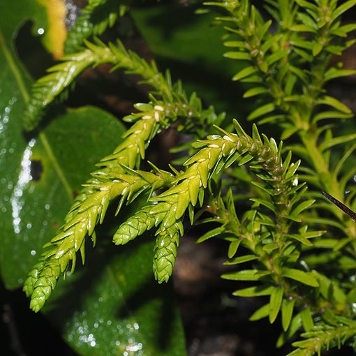 Phlegmariurus-varius Phlegmariurus varius, Tasmania, fern