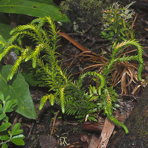 Phlegmariurus-varius3 Phlegmariurus varius, fern, Tasmania