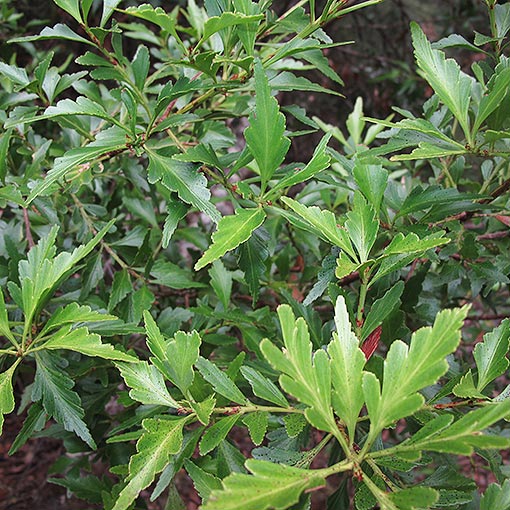 Phyllocladus aspleniifolius, Celery Top Pine, Tasmania