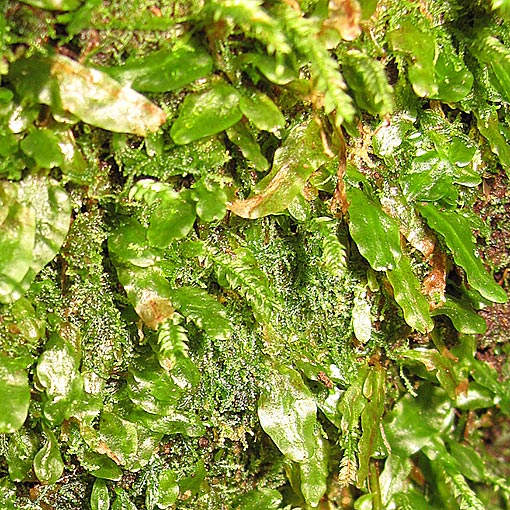 Podomitrium phyllanthus, Tasmania