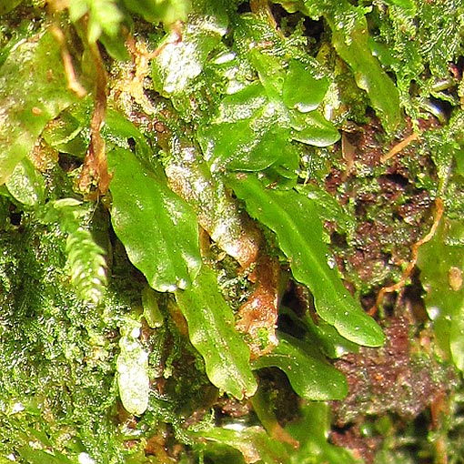 Podomitrium phyllanthus, Tasmania