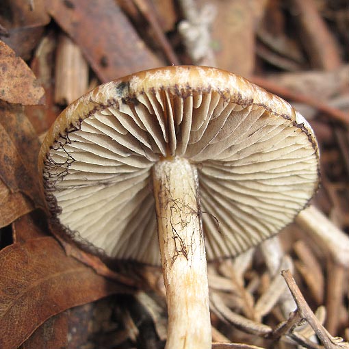 Psilocybe subaeruginosa | About Tasmania