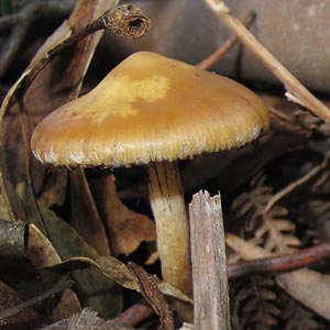 Psilocybe subaeruginosa