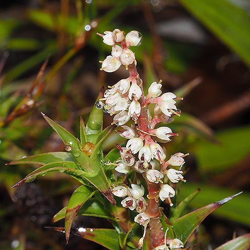 Richea gunnii, Bog Candleheath, Tasmania