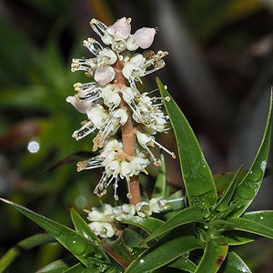 Richea gunnii