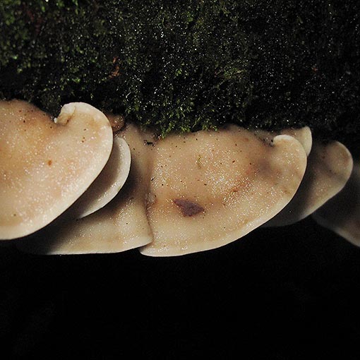 Rigidoporus croceus, Tasmania, fungi