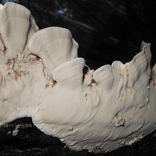 Rigidoporus croceus, fungi, Tasmania
