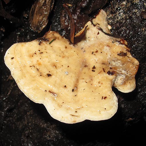 Rigidoporus croceus, fungi, Tasmania