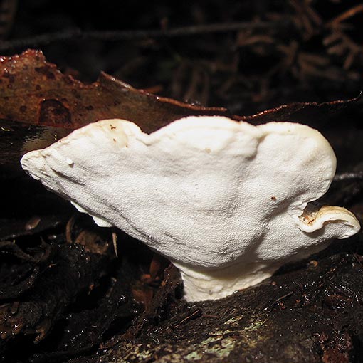 Rigidoporus croceus, fungi, Tasmania