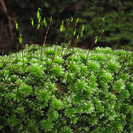 Rosulabryum billardieri, Tasmania