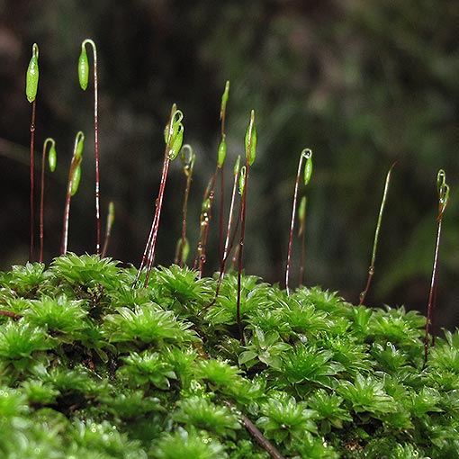 Rosulabryum billardieri, Tasmania