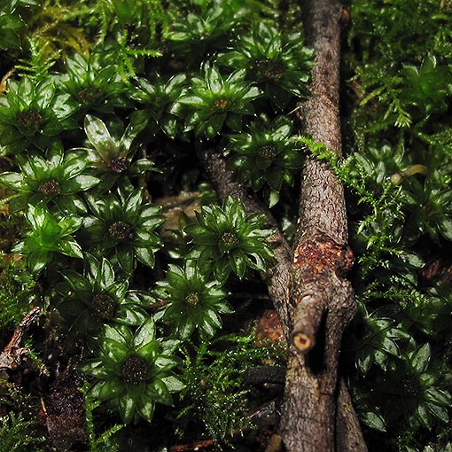 Rosulabryum billardieri, Tasmania