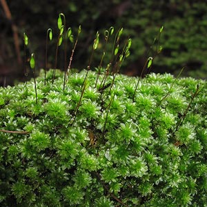 Rosulabryum billardieri