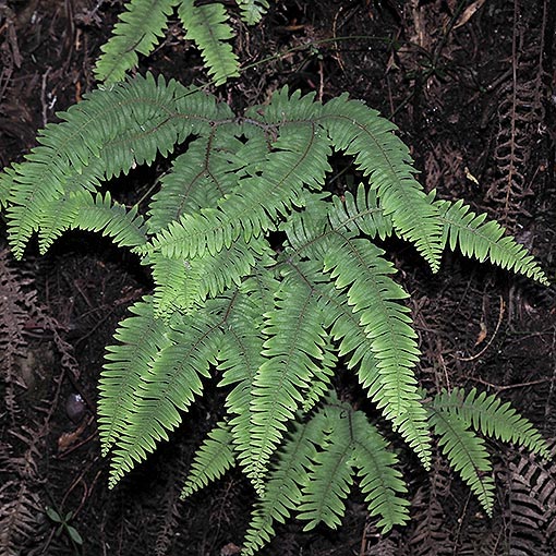 Sticherus tener, Silky Fan-fern, Tasmania