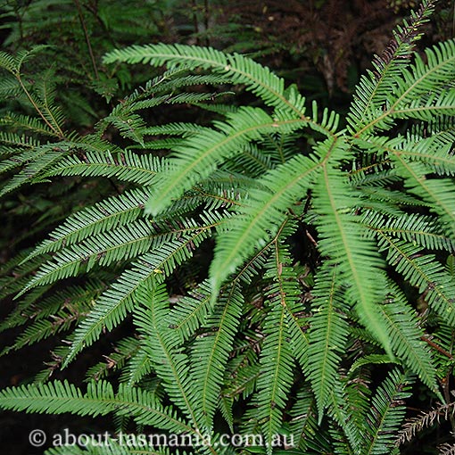 Sticherus tener, Silky Fan-fern, Tasmania