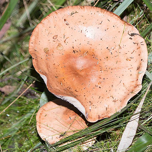 Tricholoma eucalypticum, fungi, Tasmania