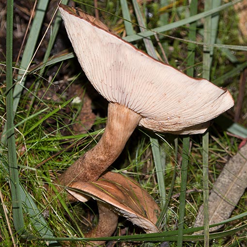 Tricholoma eucalypticum, fungi, Tasmania