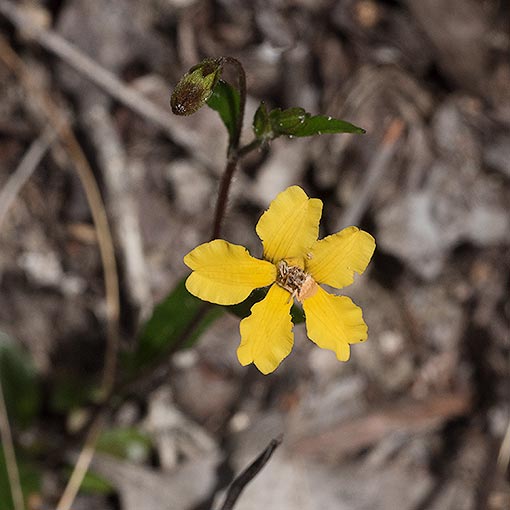 Velleia paradoxa, spur velleia, Tasmania