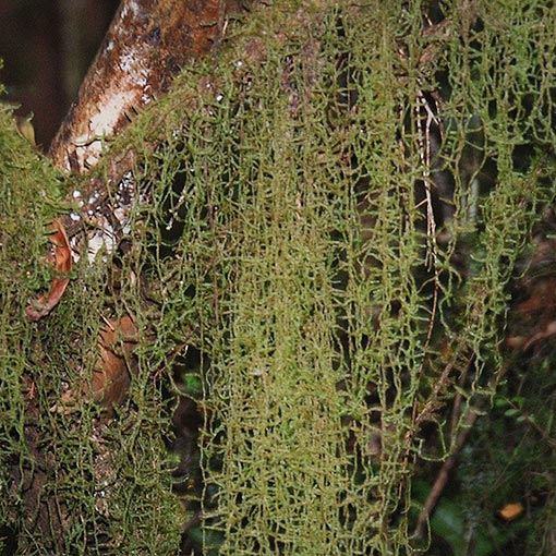 Weymouthia mollis, bryophyte, Tasmania