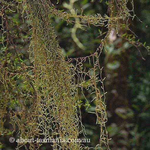 Weymouthia mollis, bryophyte, Tasmania