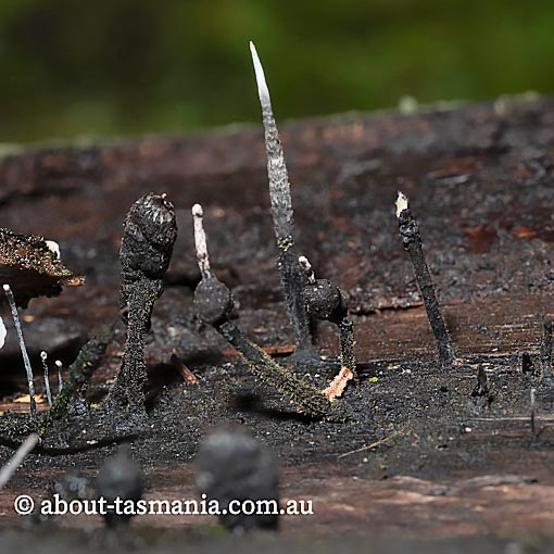 Xylaria apiculata, fungi, Tasmania
