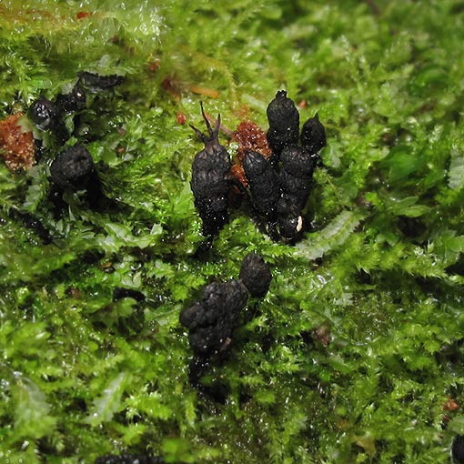 Xylaria apiculata, fungi, Tasmania