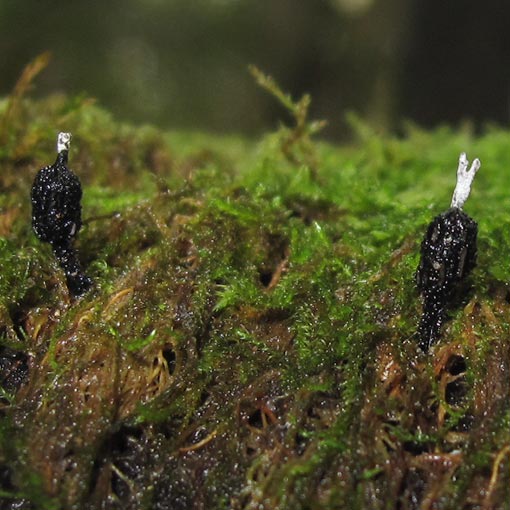 Xylaria apiculata, fungi, Tasmania