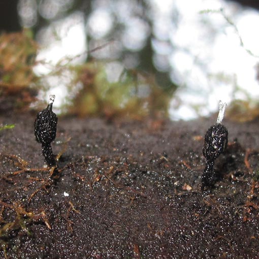 Xylaria apiculata, fungi, Tasmania