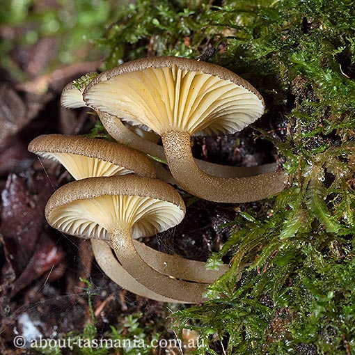 Clitocybula 'Streaky Yellow', fungi, Tasmania