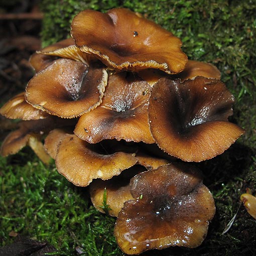 Clitocybula 'Streaky Yellow', fungi, Tasmania