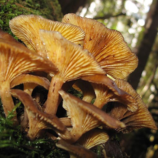 Clitocybula 'Streaky Yellow', fungi, Tasmania