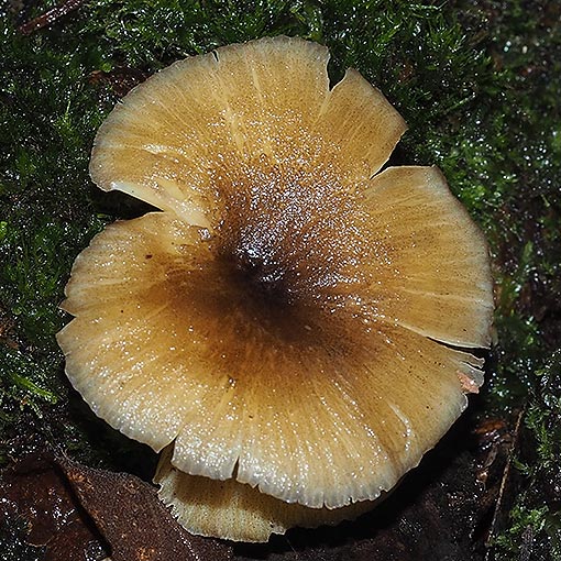 Clitocybula 'Streaky Yellow', fungi, Tasmania