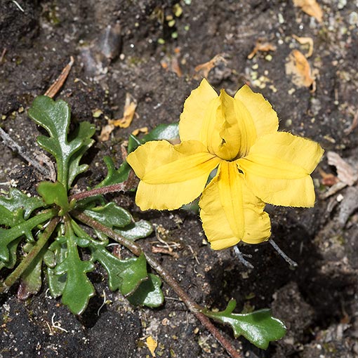 Goodenia lanata, Trailing Native Primrose, Tasmania