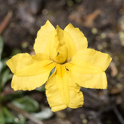 Goodenia lanata, Trailing Native Primrose, Tasmania