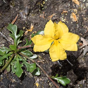 Goodenia lanata