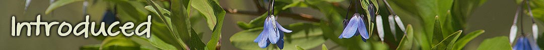 introduced plants in Tasmania