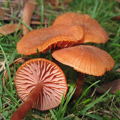 Laccaria sp., Tasmania, fungi
