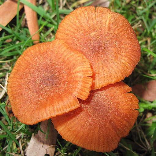 Laccaria sp., fungi, Tasmania