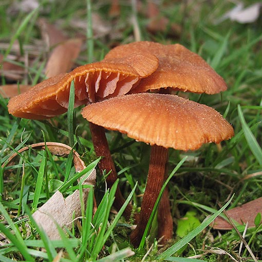 Laccaria sp., fungi, Tasmania