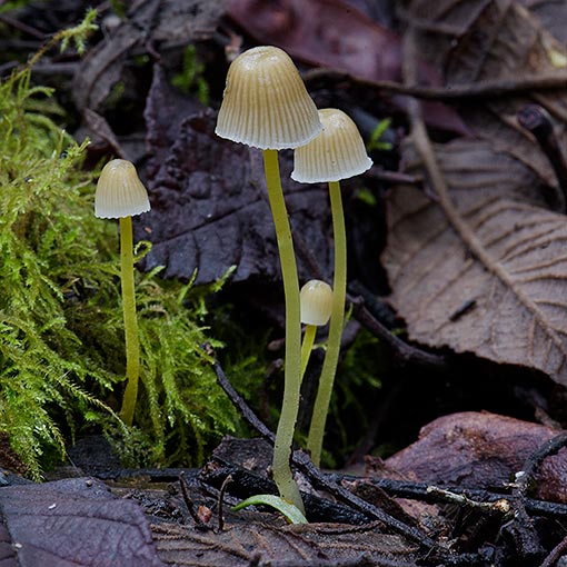 Mycena aff. epipterygia, fungi, Tasmania