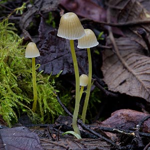 Mycena aff. epipterygia