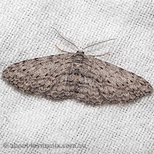Phelotis cognata, long-fringed bark moth, Tasmania
