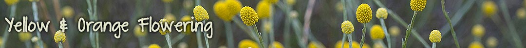 yellow_orange_flowering_header flora in Tasmania